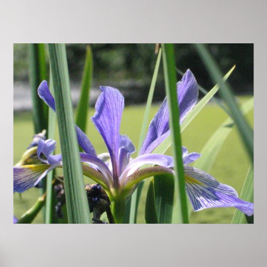 Poster Iris d'eau sur l'étang (Devant)