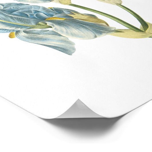 Poster iris doux (Iris pallida) de Redouté (Coin)