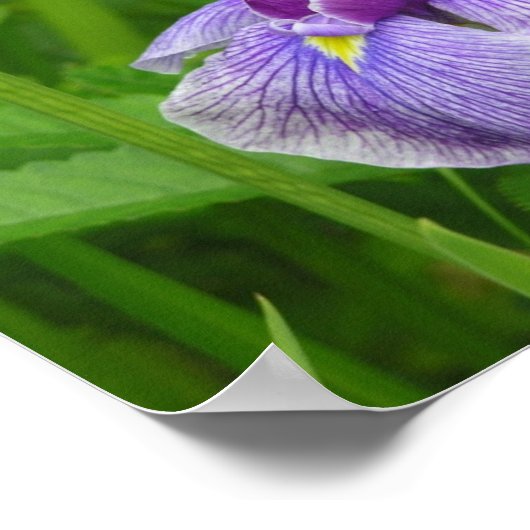 Poster Iris écartés (Coin)