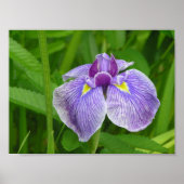 Poster Iris écartés (Devant)