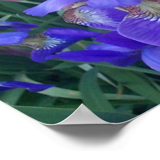 Poster Iris en bois (Coin)