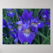 Poster Iris en bois (Devant)