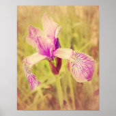 Poster Iris En Rose (Devant)
