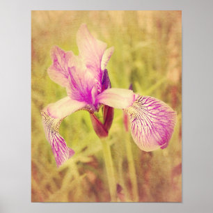 Poster Iris En Rose