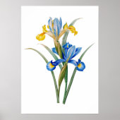 Poster Iris espagnol par Pierre-Joseph Redouté (Devant)