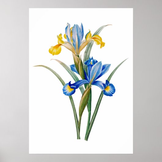 Poster Iris espagnol par Pierre-Joseph Redouté (Devant)