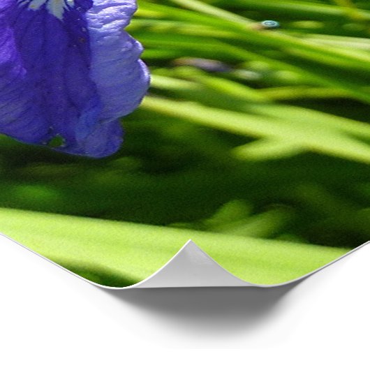 Poster Iris et Alaskan (Coin)