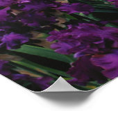 Poster Iris et Lupine jardin et Teton Range, (Coin)