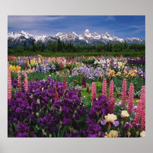 Poster Iris et Lupine jardin et Teton Range, (Devant)
