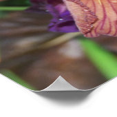 Poster Iris et pluie (Coin)