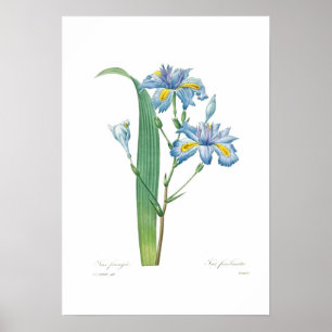 Poster Iris fimbriata
