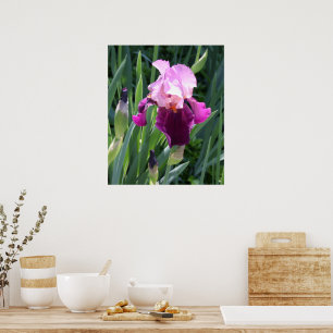 Poster Iris Fleur Rose Baignée de Soleil