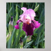Poster Iris Fleur Rose Baignée de Soleil (Devant)