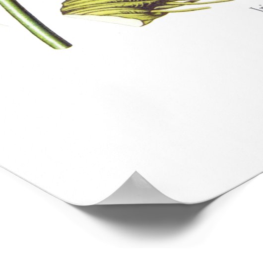 Poster Iris florentina (Coin)