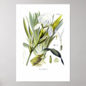 Poster Iris florentina (Devant)