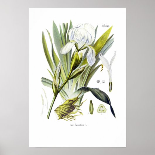 Poster Iris florentina (Devant)
