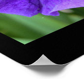 Poster Iris Flower Photo (Coin)