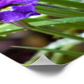 Poster Iris Flower Photo (Coin)