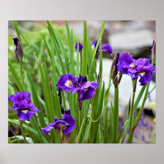 Poster Iris Flower Photo (Devant)