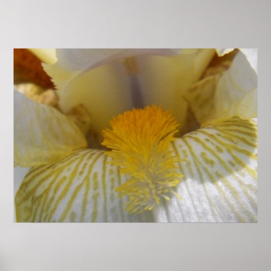 Poster Iris Flower Photographie (Devant)