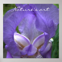 Iris Flower Photographie