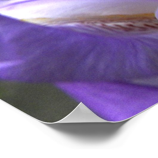 Poster Iris Flower Photographie (Coin)