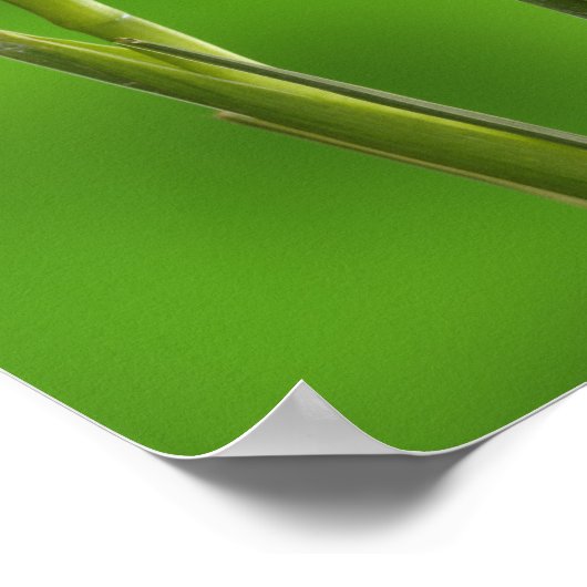 Poster Iris flowers (Coin)