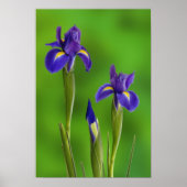 Poster Iris flowers (Devant)