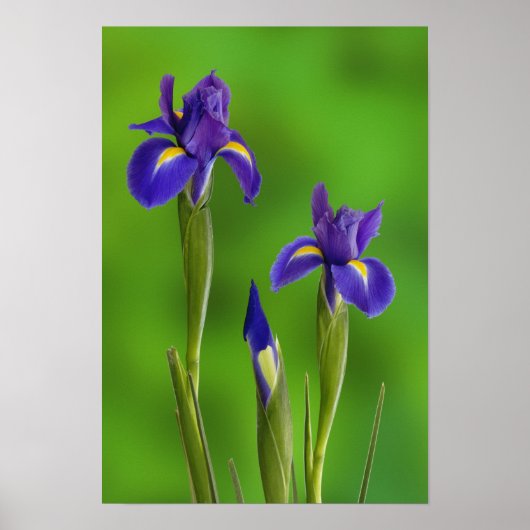 Poster Iris flowers (Devant)