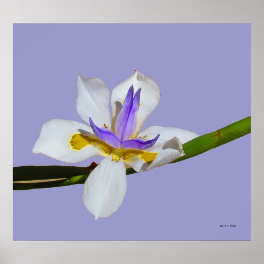 Poster - Iris - Fortnight Lilly (Voorkant)