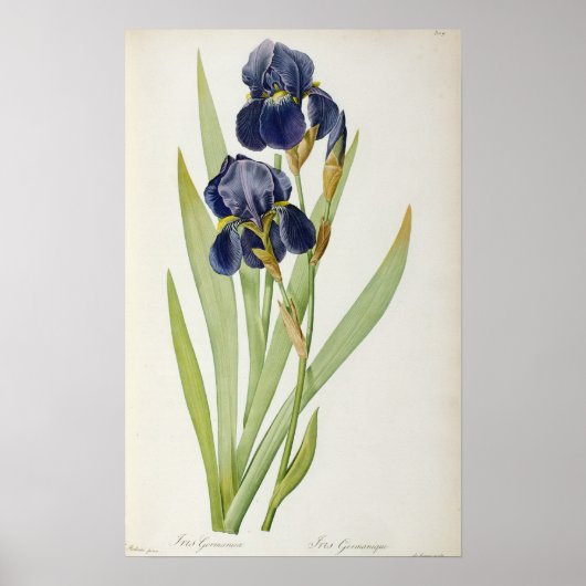 Poster Iris Germanica, de "Les Liliacées", 1805 (Devant)