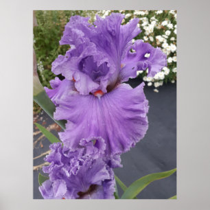 Poster Iris Irises Fleur violette Florale Lavande