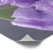 Poster Iris Irises Fleur violette Florale Lavande (Coin)