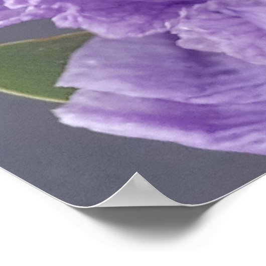 Poster Iris Irises Fleur violette Florale Lavande (Coin)