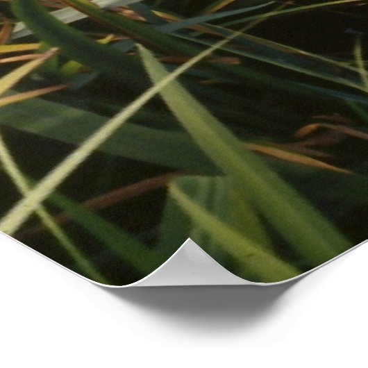 Poster Iris, jardins japonais (Coin)