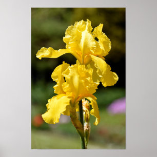 Poster iris jaune