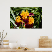 Poster Iris jaune et violet (Cuisine)