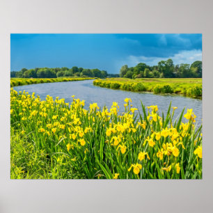 Poster Iris jaunes inspirant le symbole Fleur de Lis.
