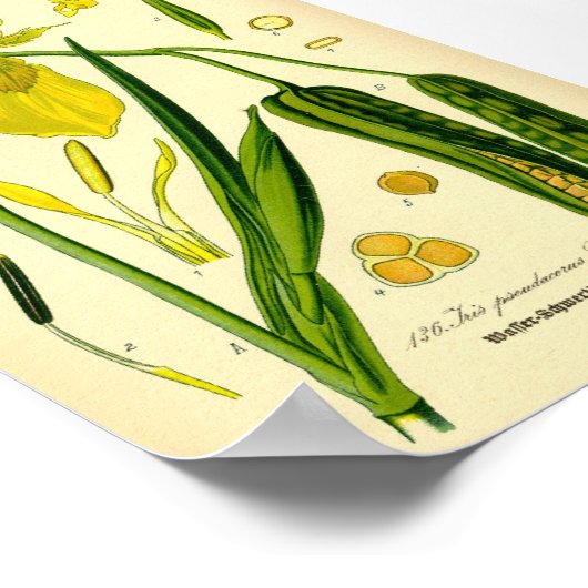 Poster Iris jaunes (Iris pseudacorus) Imprimer (Coin)