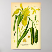 Poster Iris jaunes (Iris pseudacorus) Imprimer (Devant)