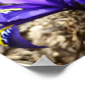 Poster Iris Katherine Hodgkin Violet Floral de Printemps (Coin)