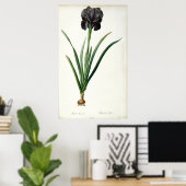 Poster Iris Luxiana, de "Les Liliacées", 1805 (Bureau à domicile)