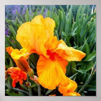 Poster Iris Orange