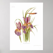 Poster Iris orientalis (Devant)