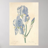 Poster Iris Pale (Devant)