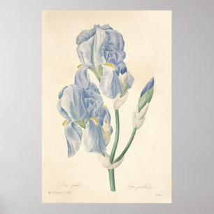 Poster Iris Pale