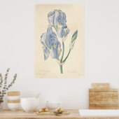 Poster Iris Pale (Cuisine)