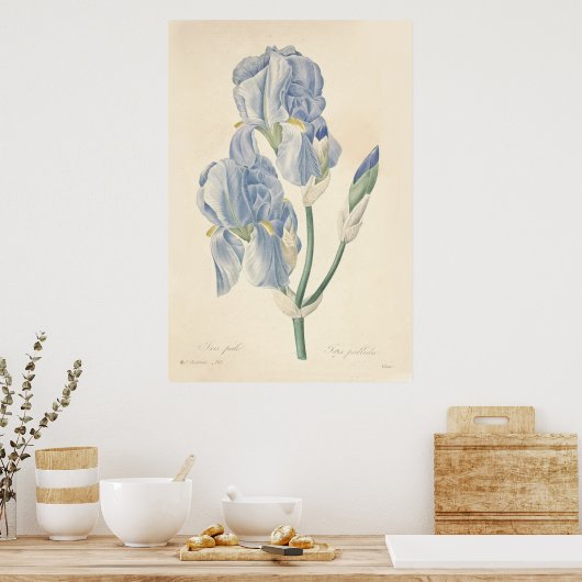 Poster Iris Pale (Cuisine)