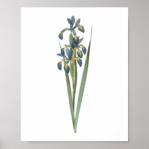 Poster iris papillon (Iris spuria) par Redouté