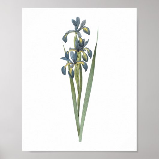 Poster iris papillon (Iris spuria) par Redouté (Devant)